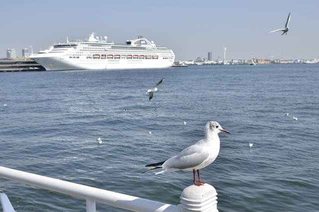 旅愁カモメ