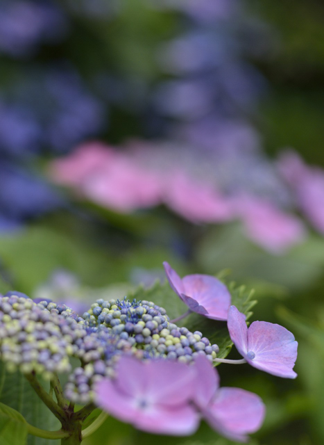 花言葉は謙虚
