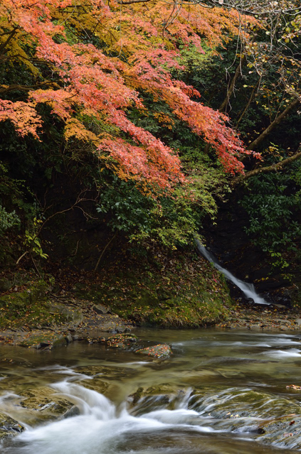 養老の紅葉